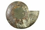 Cut & Polished Ammonite Fossil (Half) - Madagascar #341220-1